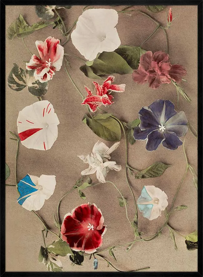 Group of Morning Glories Ogawa Kazumasa Flowers Print