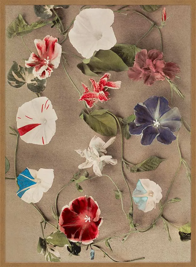 Group of Morning Glories Ogawa Kazumasa Flowers Print
