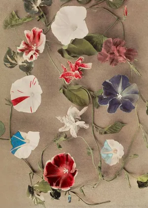 Group of Morning Glories Ogawa Kazumasa Flowers Print